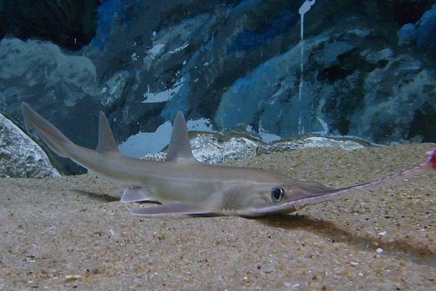 长吻锯鲨的体型很大,实际上它们却是一种胆子很小的海洋动物