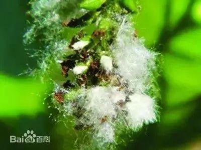 安全提示杨絮柳絮飞舞时防火安全请牢记