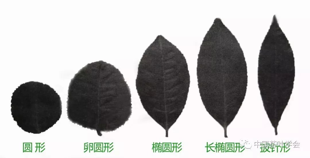 叶 脉叶片的叶脉为网状脉,有主脉,侧脉,细脉之分.