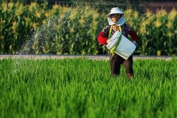 【肥料施用】合理施肥,增强抗逆性
