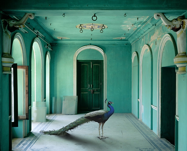 karenknorr動物們的印度之歌