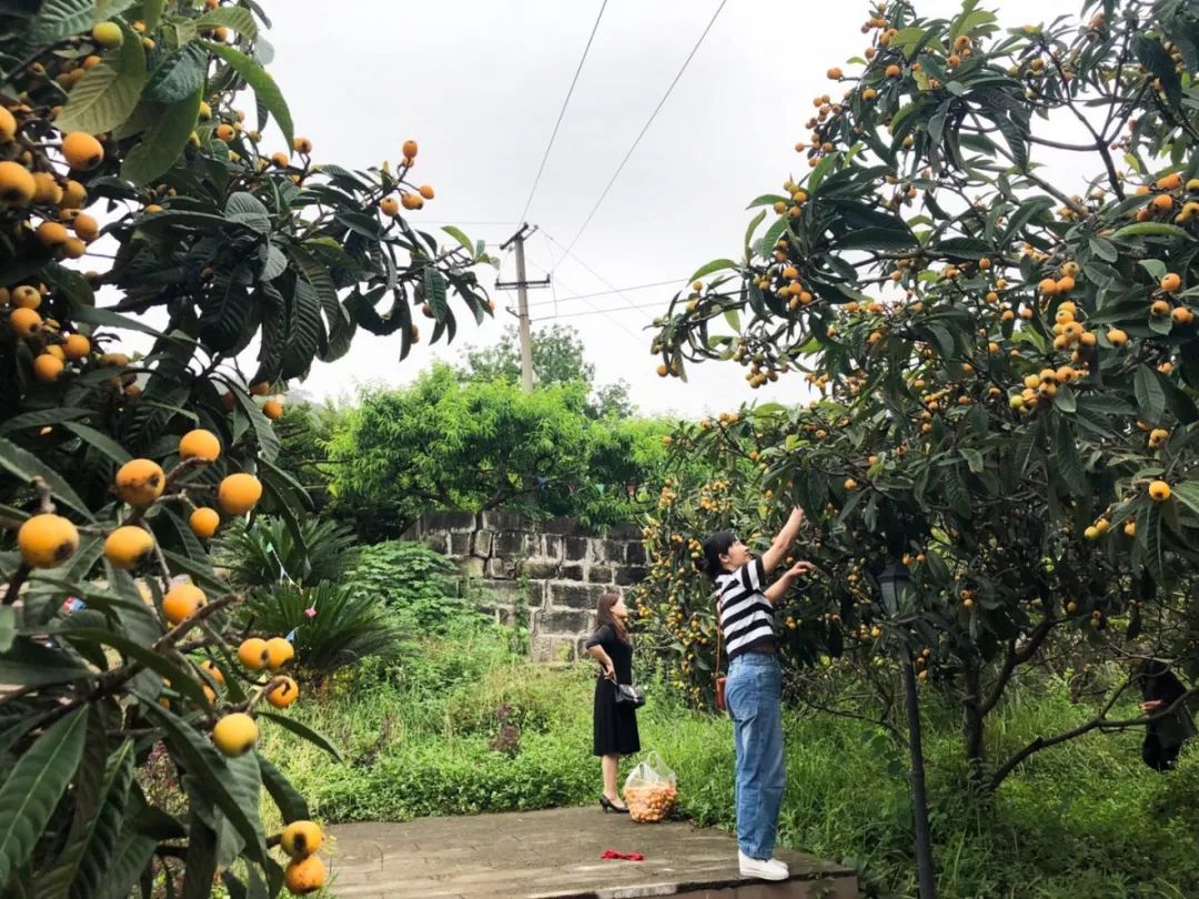 枇杷正甜时!工会会员第一届采摘节圆满结束