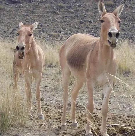 珍贵的新疆蒙古野驴