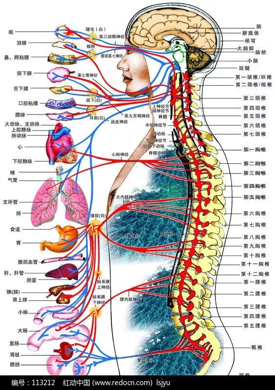 人体龙骨如图图片