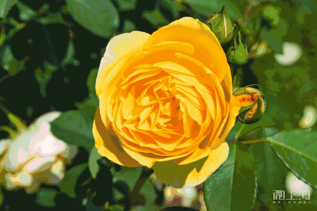 640_427gif 动态图 动图