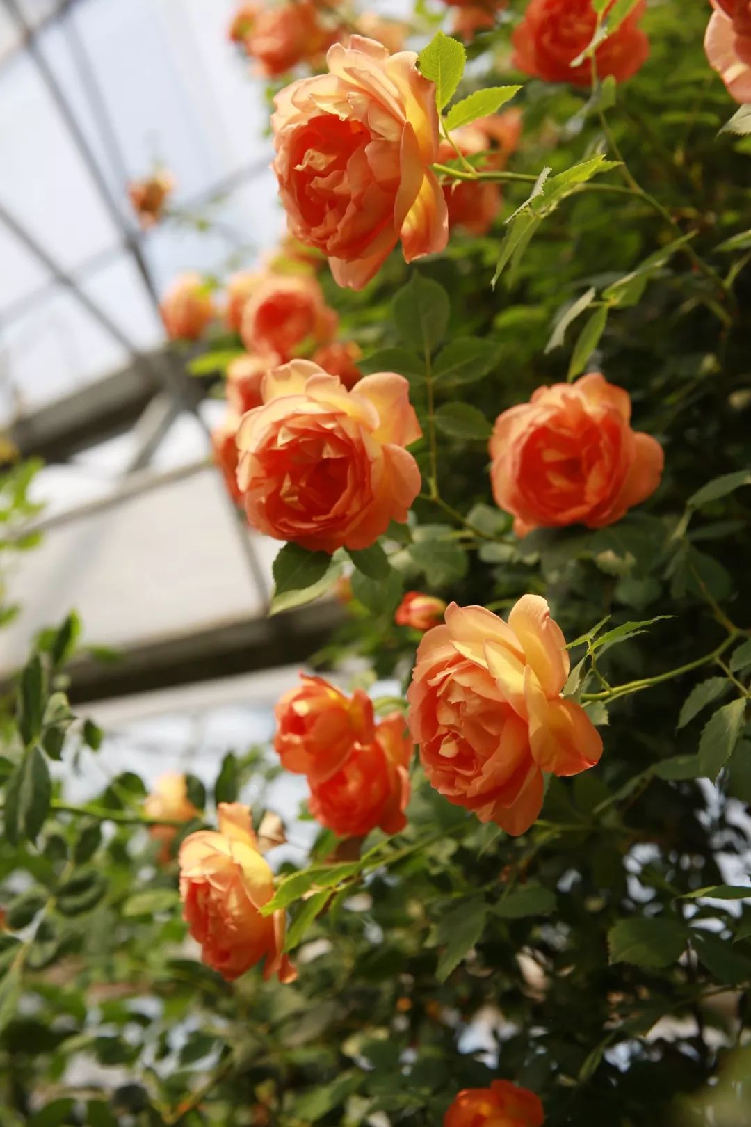 天狼说月季|520,最诗意的告白,是"倾慕"