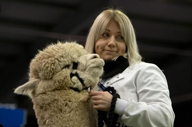 羊驼也有选美大赛愤怒的羊驼因为表情走红网络