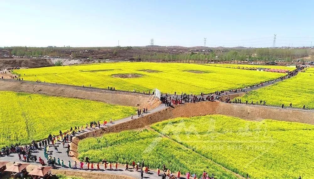 丰收三千亩油菜花海喜开丰收第一镰