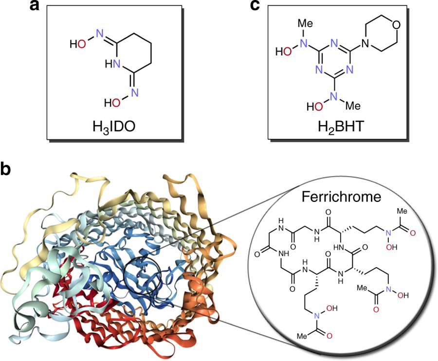 细菌和真菌等微生物含有一种称为"嗜铁素(siderophores"的神秘的自然