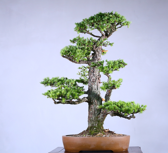 别称金松叶片条形,扁平柔软,向四周平展,秋后变金黄色,圆如铜钱,因此