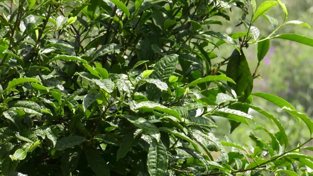 好茶产自车云山周家军雀舌茶香满山