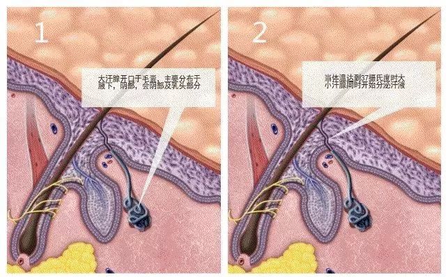 ▼ 其中大汗腺就有 330多萬個 分佈在 腋窩, 腹股溝, 足部, 肛周, 臍