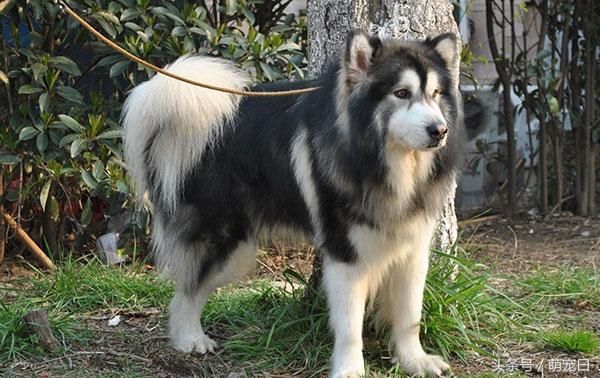美国阿拉斯加雪橇犬市场价格