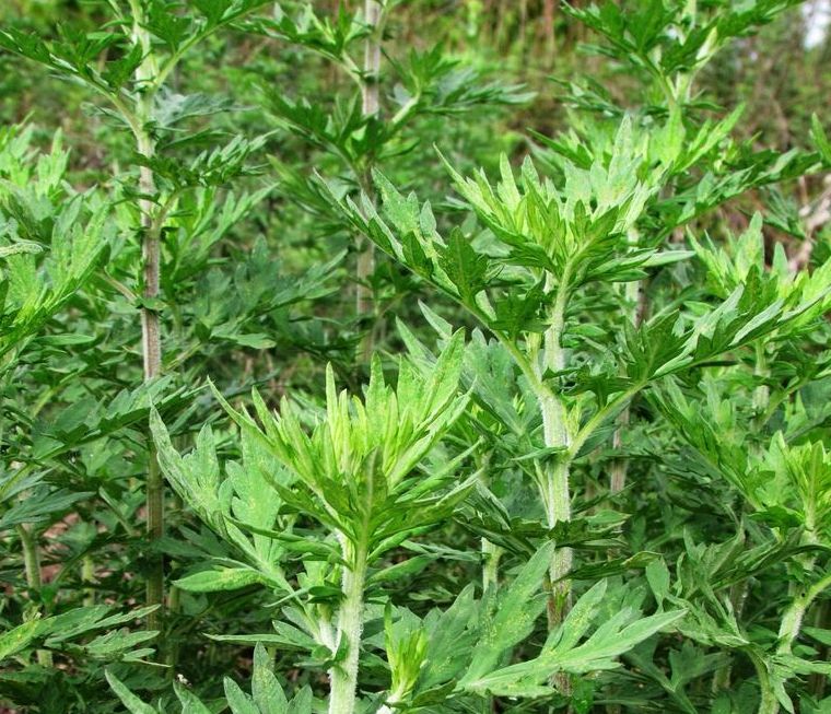 小满这一天,把虚寒,湿气,淤毒统统扫除!_艾叶