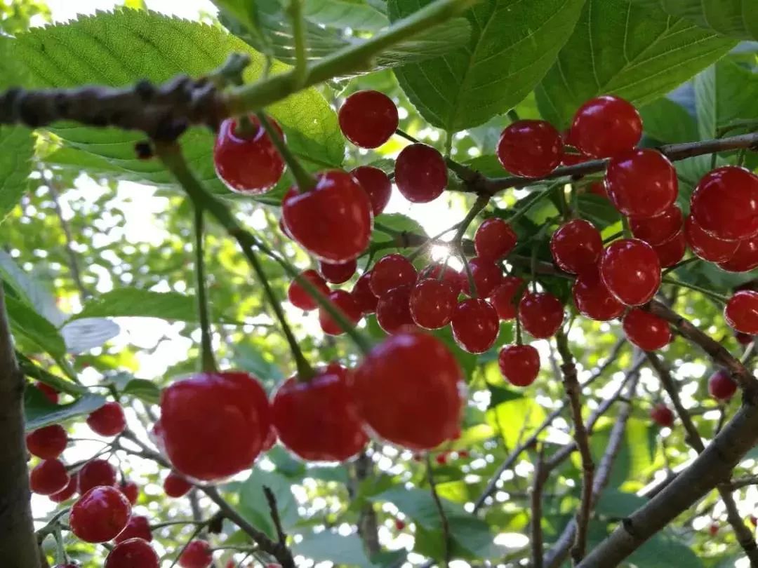 新增景区安丘公冶长书院签约大潍坊脸卡樱桃免费摘呦