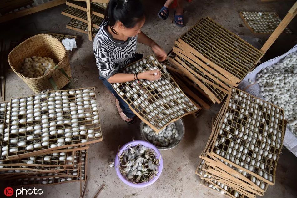 在我国以养蚕著称的江浙一带每逢"小满"要祭拜蚕神以表达人们对自然