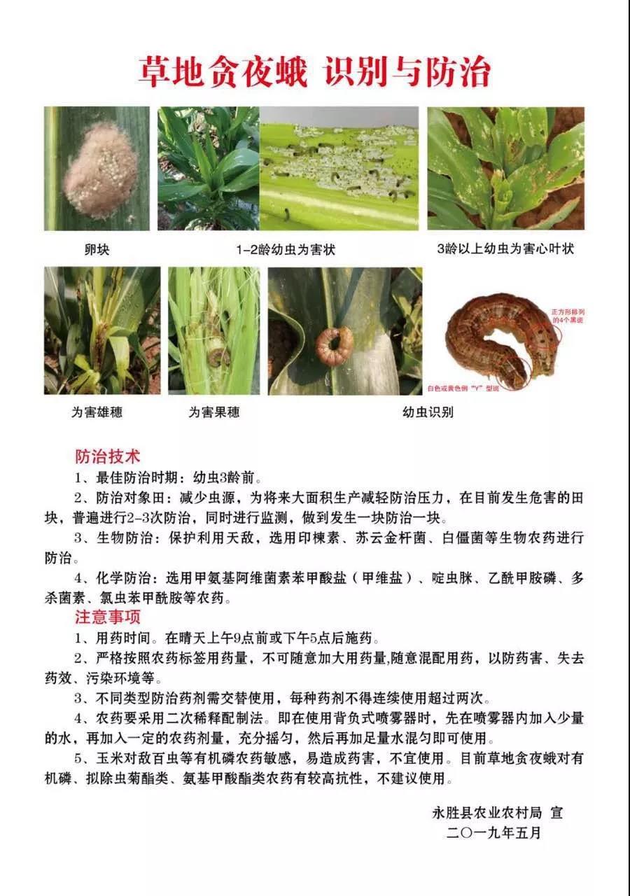 居委会发现有少量的病虫危害,下一步永北镇将继续加大监测与防治力度