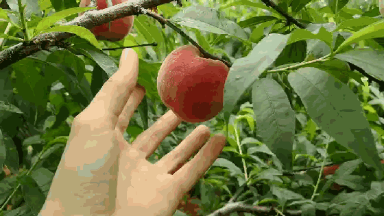 平地清脆香甜"黑美人"熟啦~还不赶紧来尝鲜_桃子