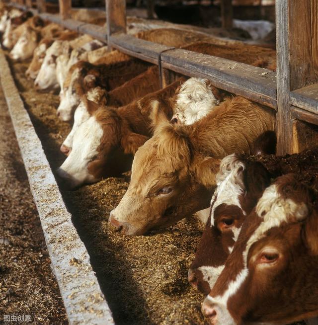 淺析育肥牛飼養管理技術要點