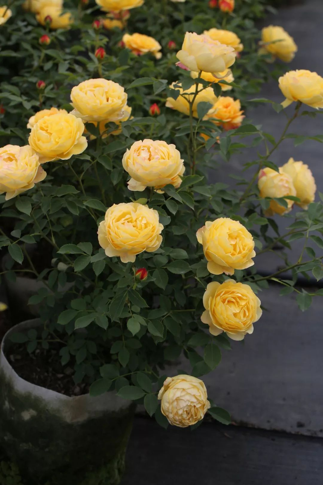 天狼说月季520最诗意的告白是倾慕