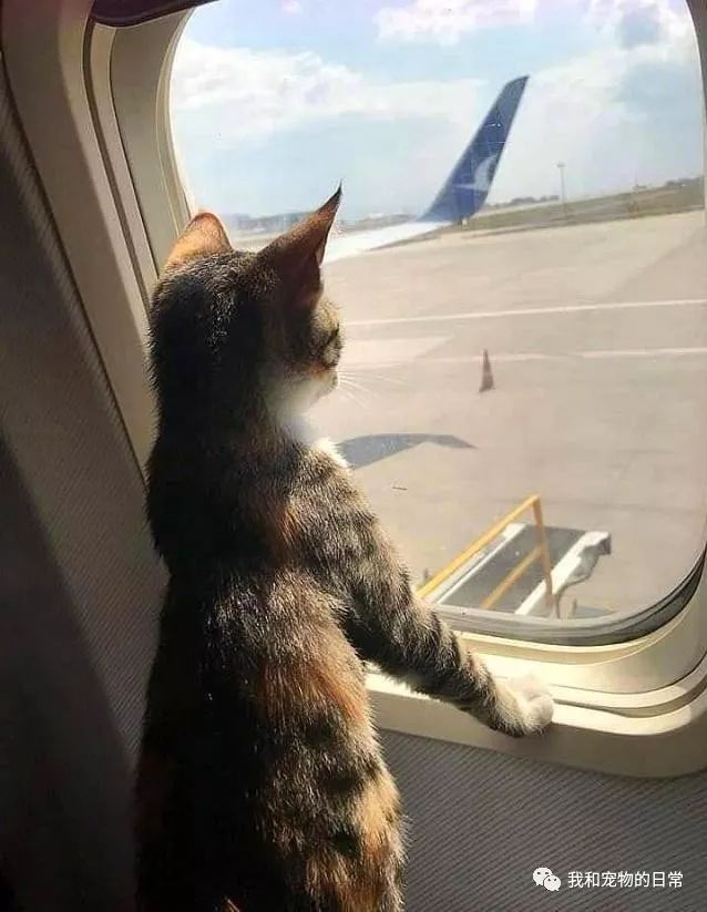 猫咪坐飞机坐出了不一样的境界