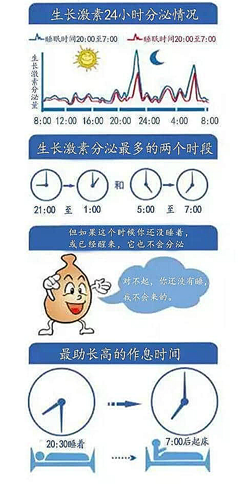 生长激素分泌时间图图片