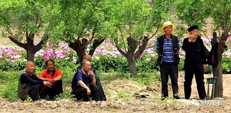 魅力祁县祁县七彩雅安首届芍药花旅游节开幕