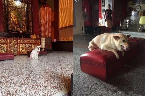 可成:本汪是一只爱拜拜的狗狗～可成与家人到庙里拜拜,会乖乖坐在一旁