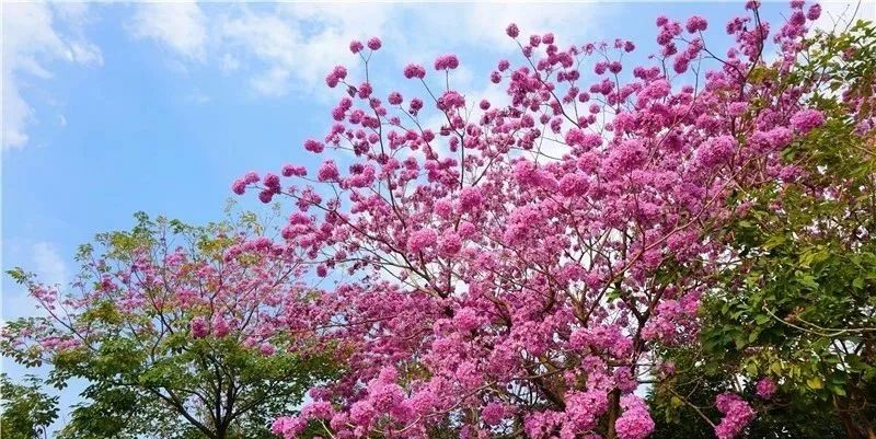 红花风铃木价格及图片