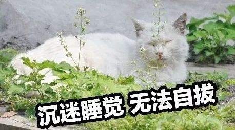 前方高能一大波動物表情包企圖刷屏你的票圈