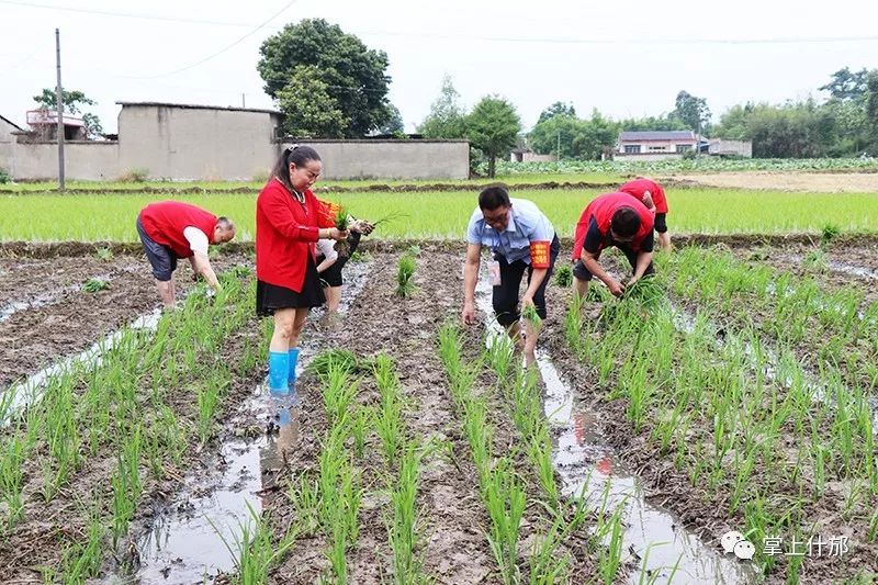 因為年邁長期體弱多病家中又缺乏勞動力還有三畝多地沒有載種秧苗眼前