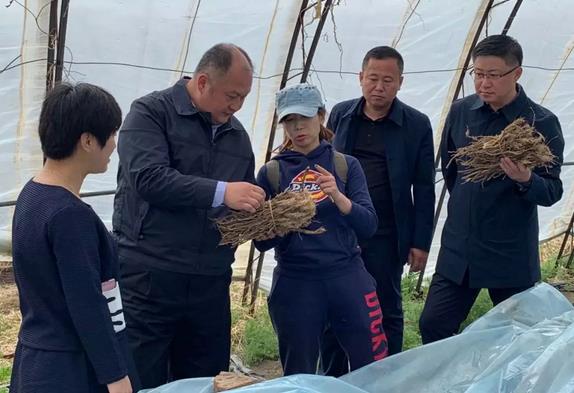 实地查看了棚室生产情况和中草药种植情况,区政府副区长及相关部门