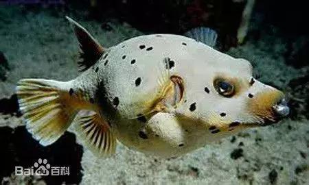 黑斑叉鼻鲀(俗称狗头,污点河鲀)凹鼻鲀(俗名气规,规仔)黑鳃兔头鲀