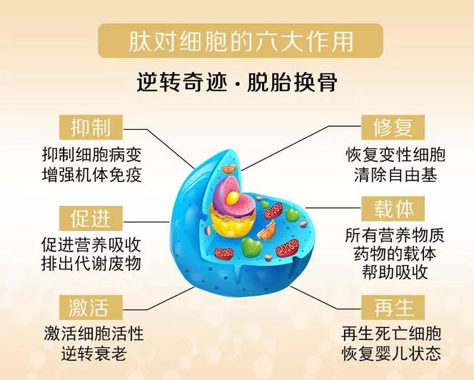 胶原蛋白是大分子蛋白质