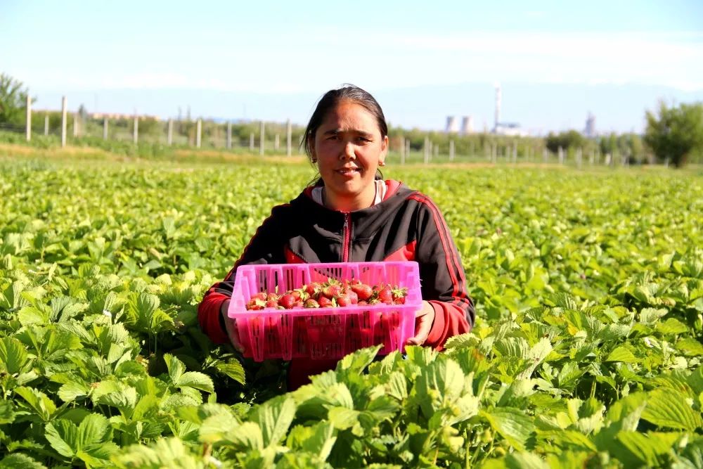 【壮丽70年·奋斗新时代】伊宁县吐鲁番于孜乡:草莓熟了,农民乐了