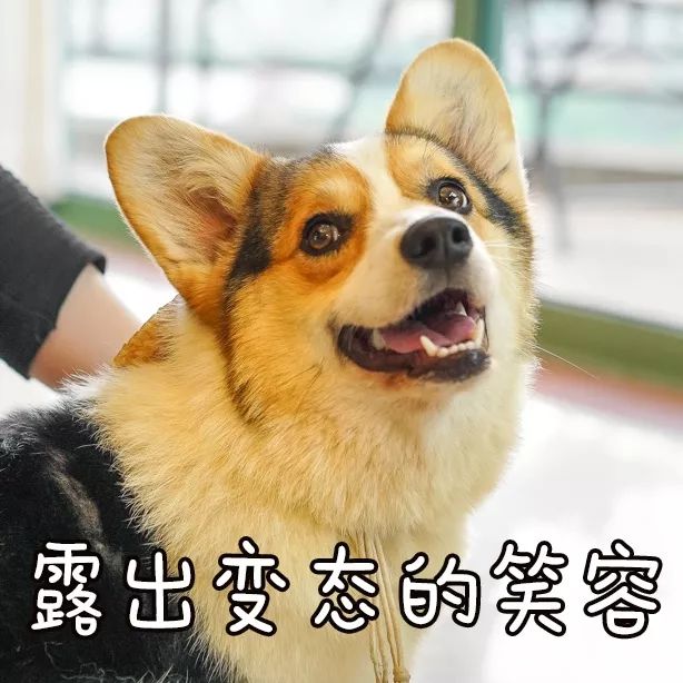 深圳第①家狗咖来了,就在高空复式宫殿里!