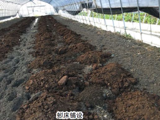 在菜田里养蚯蚓,没想到帮助竟有这么大!_养殖