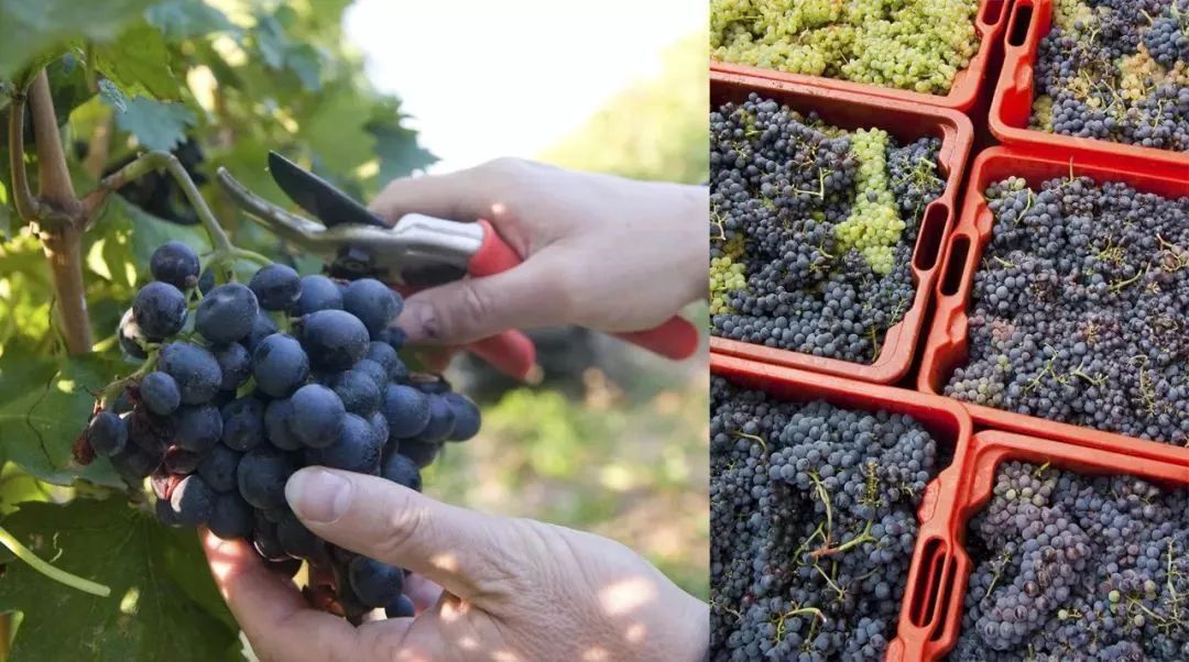 史上最全葡萄酒酿造过程附高清实景图