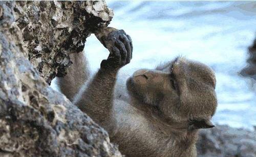 现代猴子仍能进化成人巴拿马猴群进入石器时代让科学家心慌