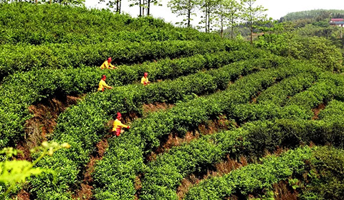 打古镇普照山茶园