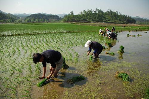水稻插秧选择晴天或是阴天还会影响产量关于插秧时间的选择