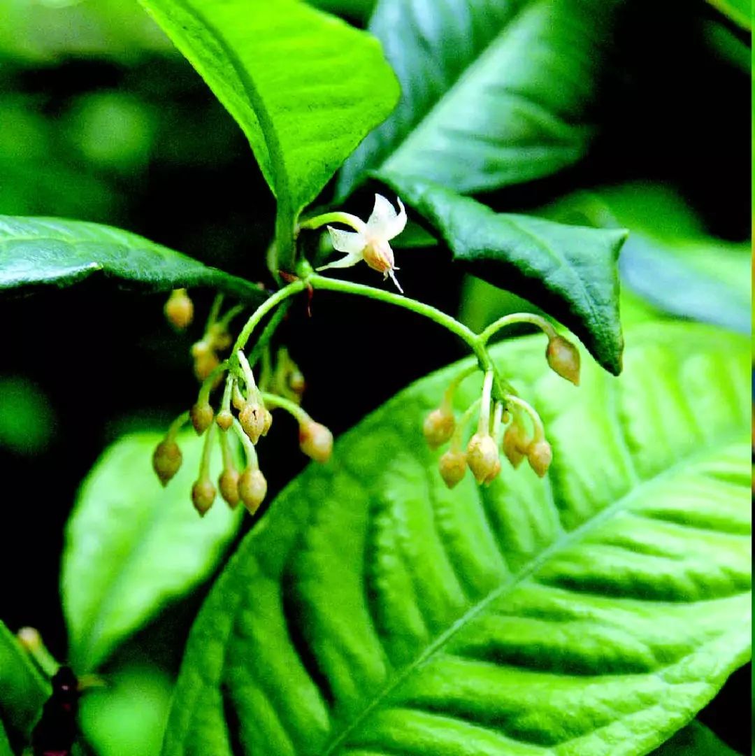 紫金牛(ardisia japonica):又名平地木,小青,矮地茶,矮茶,短脚三郎,不