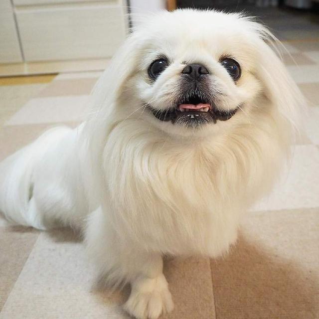 童年时期的美好回忆,你还记得那些年,憨态可掬的狮子狗京巴吗