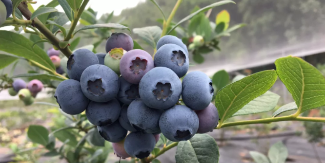 金堂土桥蓝莓免费送鲜果任性采想吃蓝莓的赶紧啦
