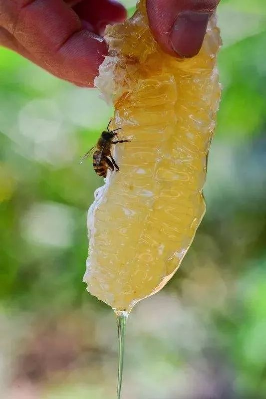 全省第一 ,全国第二!东坡故里的蜜蜂宝宝们真的太厉害了