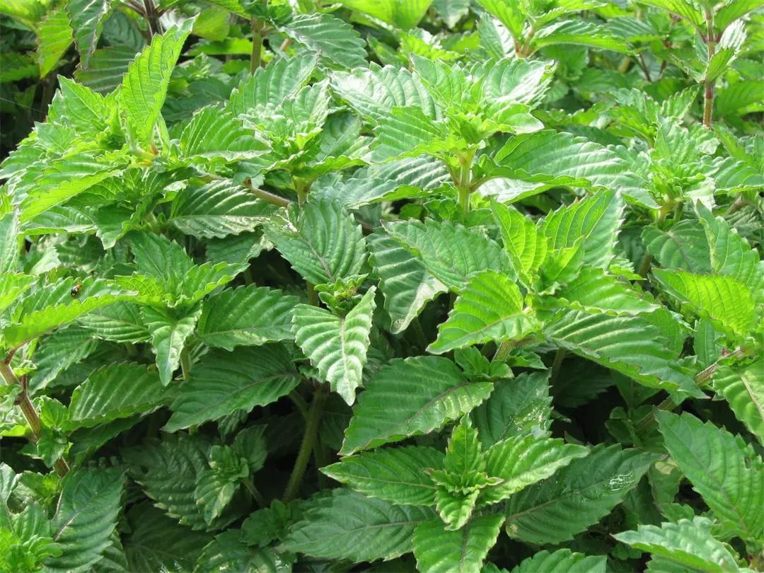 夏天来了,童年的草粄,是我心中的清凉回忆_太阳