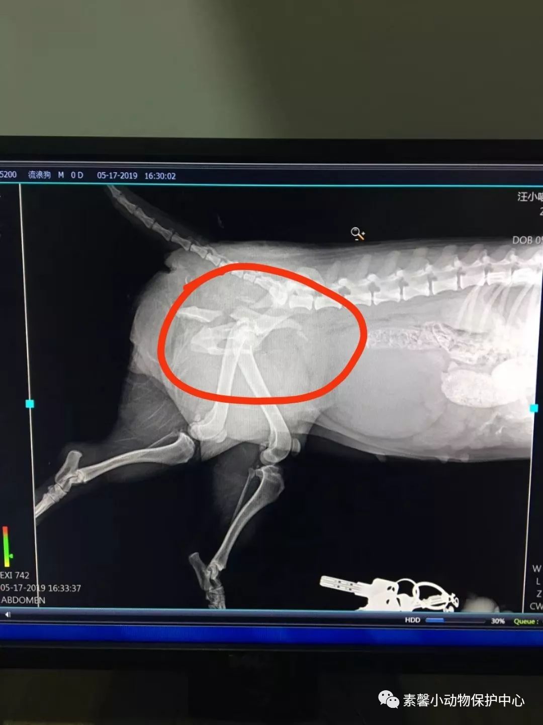 被撞盆骨粉碎性骨折的狗狗雨萌瘫在暴雨中