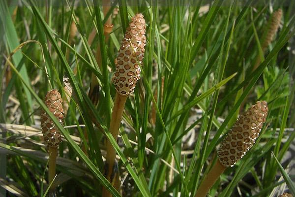 这种野草能吸取黄金,为何农民们都不喜欢?_问荆