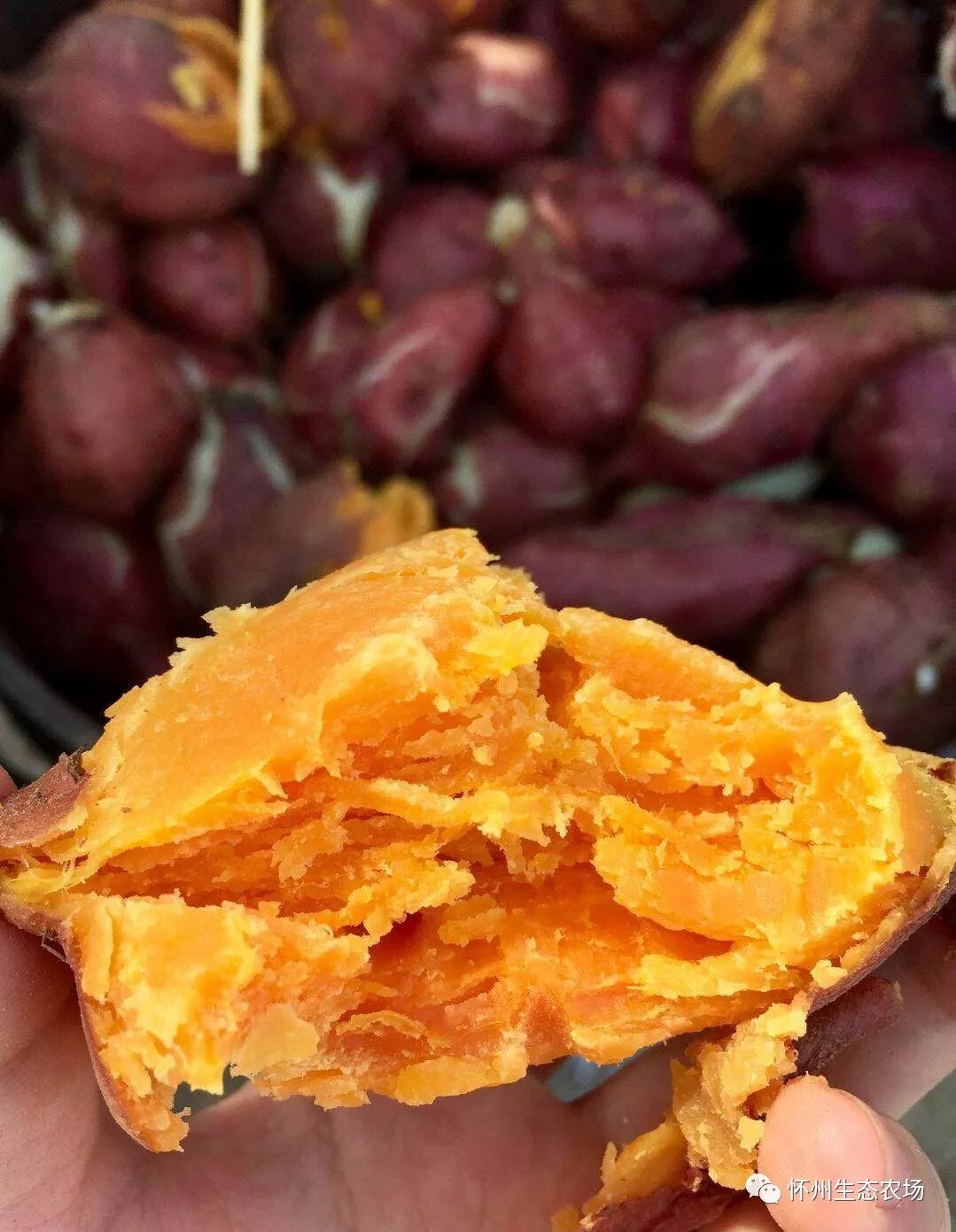 怀薯地窖7个月之后