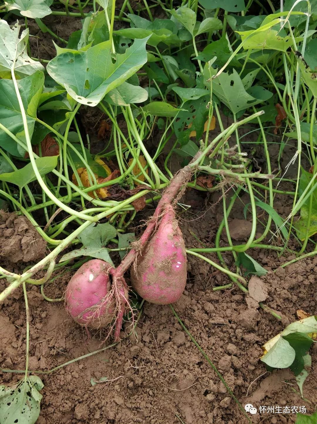 怀薯地窖7个月之后